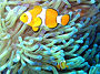 Mutual symbiosis between clownfish of the genus Amphiprion that dwell among the tentacles of tropical sea anemones. The territorial fish protects the anemone from anemone-eating fish, and in turn the stinging tentacles of the anemone protect the clownfish from its predators.