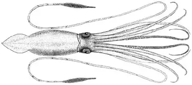 Giant squid - New World Encyclopedia