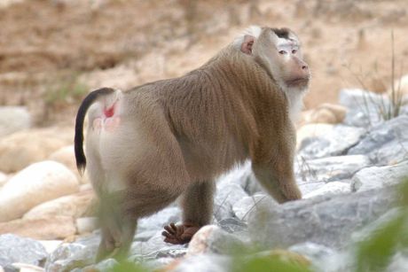 Macaque - New World Encyclopedia