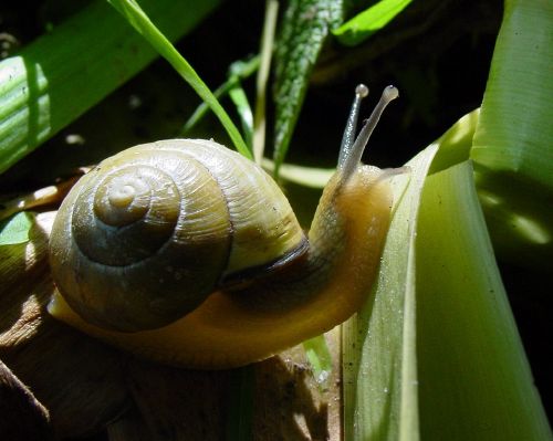 Gastropod - New World Encyclopedia