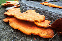 Orange saprotrophic fungus.