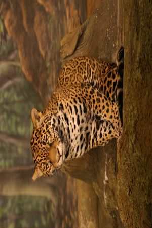 Jaguar - New World Encyclopedia