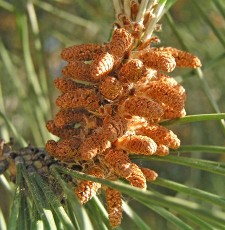 Pine - New World Encyclopedia