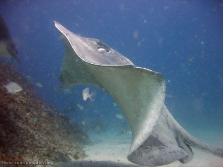 Stingray - New World Encyclopedia