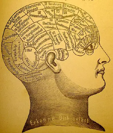 Phrenology - New World Encyclopedia