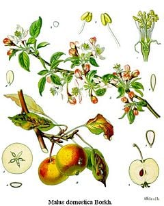 Apple tree (Malus domestica)